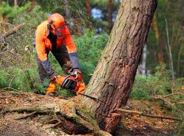 Best Tree Health Inspection  in Haughton, LA